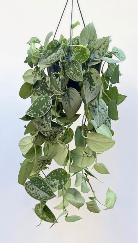 Plants For Office, Satin Pothos, Pot Gantung, Scindapsus Pictus, Snow Pea, Epipremnum Aureum, Office Farmhouse, Epipremnum Pinnatum, Artificial Hanging Plants