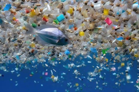 Microplastic pollution in the ocean, with fish swimming among plastic beads stock photo Microplastics Pollution, Pollution In The Ocean, Pollution Pictures, Photo Beads, Ocean Trash, Vector Nature, Fish Sticks, Ocean Pollution, Water Pollution