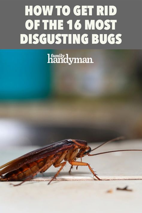 How to Get Rid of the 16 Most Disgusting Bugs Household Bugs, Palmetto Bugs, Pantry Moths, House Bugs, Pest Control Plants, Ant Problem, Get Rid Of Spiders, Get Rid Of Flies, Bad Bugs