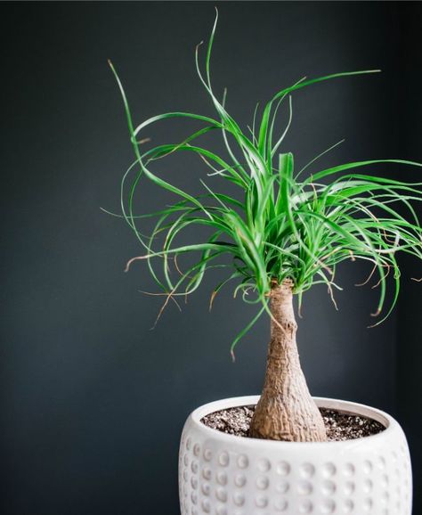 Ponytail Palm Care, Ponytail Palm Tree, Tall Succulents, Ponytail Palm, Brown Tips, Houseplant Care, Tropical Greenery, Cat Plants, Chinese Money Plant