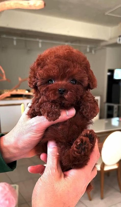 Red Poodle Puppy, Teacup Poodle Puppies, Toy Poodle Puppy, Pet Bunny Rabbits, Red Poodles, Cute Small Dogs, Toy Poodle Puppies, Tea Cup Poodle, Super Cute Puppies