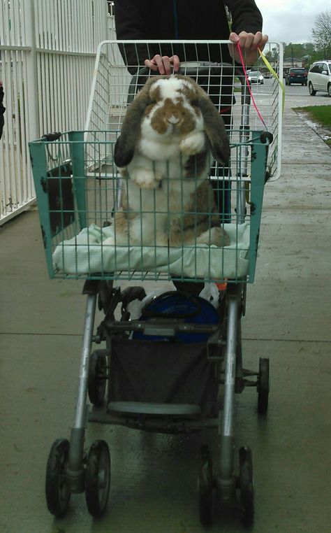 FRENCH LOP....calm, relaxed temperament, gentle, sweet....10-13 pounds....good around children....good with other pets....not for the first-time rabbit owner French Lop Bunny, French Lop Rabbit, French Lop, Funny Bunny Videos, Bunny Care Tips, Funny Baby Gif, Giant Rabbit, Bunny Room, Rabbit Pictures