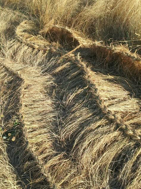 French braided straw art installation at Magnuson Park, Seattle Braided Grass Plants, Wheat Straw Art, Braiding Sweetgrass Aesthetic, Straw Bouquet, Installation Art Ideas, Hennessy Paradis, Straw Sculpture, Zen Backyard, Dutch Fishtail