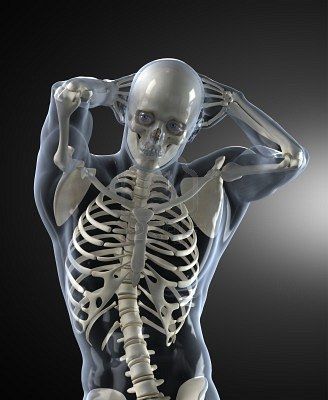 Skeleton Images, Skeleton Photo, Male Skeleton, Cats Facts, Human Skeleton Anatomy, Skeleton Anatomy, Skeleton Drawings, Anatomy Sculpture, Anatomy Models