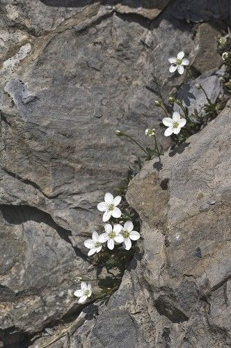 Flowers Growing In Cracks, Strong Flower, Garden Corner Ideas, Alps Italy, Corner Ideas, Alpine Flowers, Garden Corner, Rock Flowers, Flowers Growing