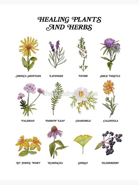 Wildflower Meanings Chart, Herbal Flowers, Medicinal Flowers, Identify Plants, Medicine Garden, Healing Flowers, Herb Art, Healing Plants, Herbal Magic