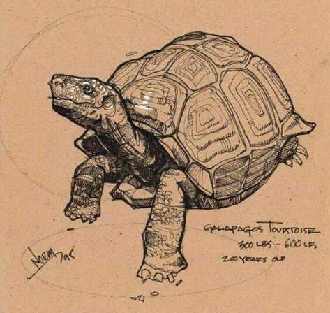 Sketches Animals, Tortoise Drawing, Turtle Sketch, Master Drawings, Nature Journals, Turtle Drawing, Sea Turtle Art, Drawing Things, Tree Drawings Pencil