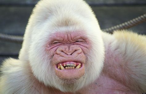 Image result for strangest looking monkeys Mutant Animals, Albino Gorilla, Rare Albino Animals, Angels Wings, White Animals, Giant Cat, Albino Animals, Rare Animals, Amazing Animals