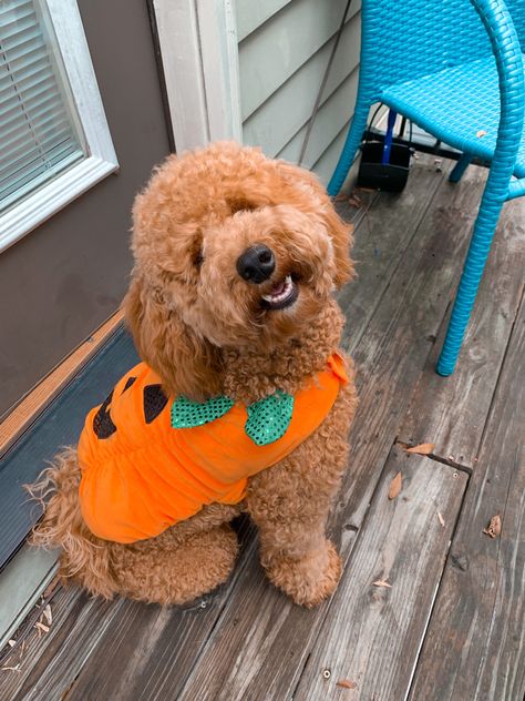 Mini Goldendoodle Halloween Costume, Pumpkin Dog Photoshoot, Golden Doodle Costumes, Golden Doodle Halloween Costume, Goldendoodle Halloween Costume, Dog Pumpkin Costume, Goldendoodle Halloween, Fall Dog Photos, Golden Halloween