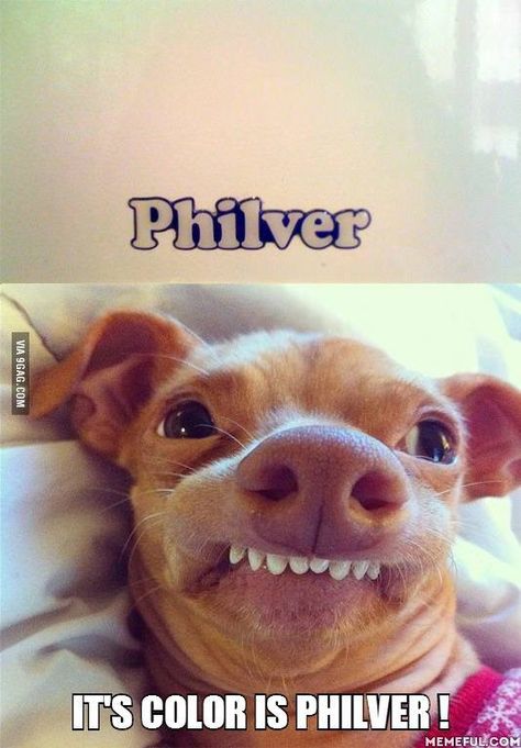 Oh I just love Phteven! :D  #Tunameltsmyheart    <-- Hey look, my first hashtag! Pets 3, Laughing So Hard, Funny Animal Pictures, Bones Funny, Pitbull, Funny Cute, The Dog, Funny Dogs, A Dog