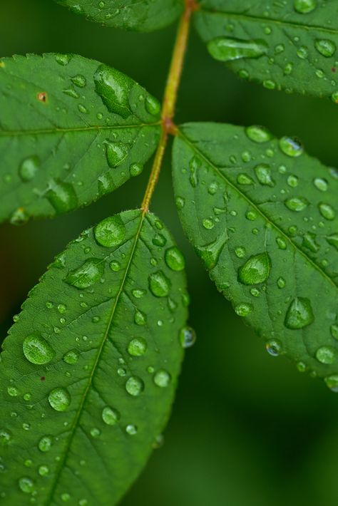 Morning Dew | Manus Green | Flickr Dew On Leaves, Green Moodboard, Colourful Art, Morning Dew, Natural Landscape, Colorful Art, Art Inspo, Plant Leaves, Raspberry