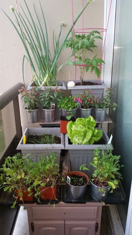 Balcony Container Garden, Mini Kitchen Garden, Tiny Balcony Garden, Gardening In Apartments, Apartment Garden Balcony, Boston Lettuce, Mint Garden, Herb Garden Pots, Easy Patio