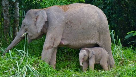 Pygmy Elephant, Elephant Gif, Wild Elephant, Elephant Sanctuary, Asian Elephant, Oil Industry, Elephant Love, Endangered Animals, Palm Oil