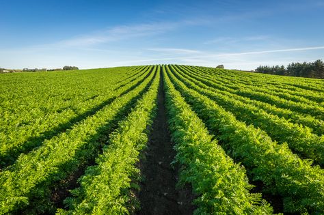 https://flic.kr/p/xxsdei | Carrots | Taken from the same field as a previous shot when they were just baby carrots :) Carrot Farm, Picture Of A Person, Baby Carrots, New Earth, The Row, Carrots, Coming Soon, Quick Saves