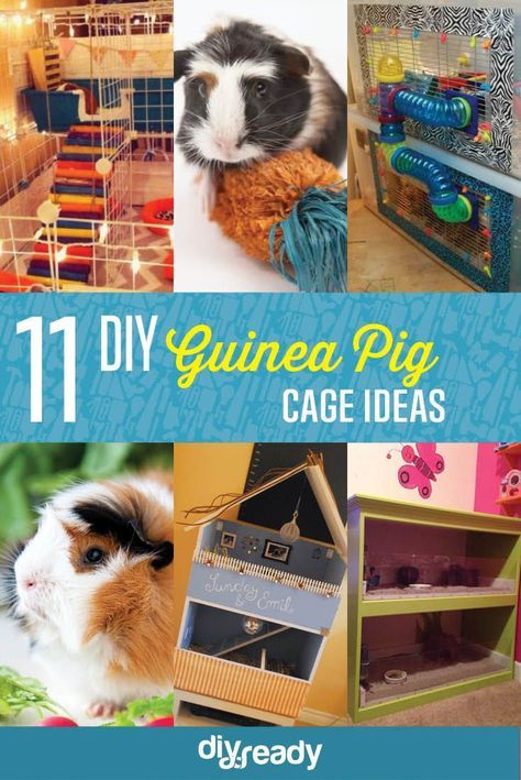 These DIY Guinea Pig Cage ideas won't just save you money, they'll make your cavy very happy! #featured Guinea Pig Cage Ideas Diy, Guinea Pig Cage Ideas, Guinea Pig Information, Pig Habitat, Diy Guinea Pig Cage, Guinea Pig Cages, Guinea Pig Diy, Pig Care, Guinea Pig House