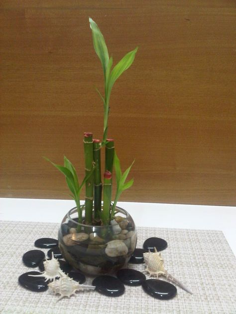 An arrangement of Lucky Bamboo in a glass vase. Bamboo Sticks Decor, Houseplant Ideas, Lucky Bamboo Plants, Lucky Bamboo, Terrarium Diy, Container Design, Bamboo Plants, Boho Room, Garden Care