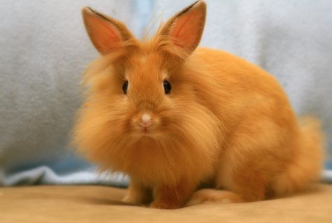 this is a lionheaded bunny and I want one! this is the rabbit I will get one day Florida White Rabbit, Blair White, Rabbit Information, Lionhead Bunny, Lionhead Rabbit, Somebunny Loves You, Rabbit Breeds, Beautiful Rabbit, Mary Blair