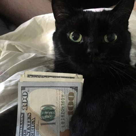 Cat With Money Pfp, Money Anime Pfp, Bios Ig, Gatos Cool, Black Cat Aesthetic, Sassy Cat, Gold Digger, Mini Craft, Adrien Agreste