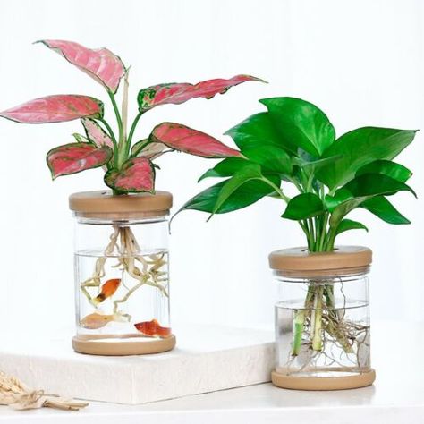 Cookie Crumble, Mini Aquarium, Plastic Vase, Hydroponic Plants, Craft Decor, Plants Decor, Small Potted Plants, Crafting Supplies, Self Watering