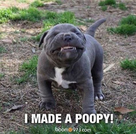 Attack Of The Funny Animals – 70 Pics Staffordshire Terriers, Kusadasi, Staffordshire Bull Terrier, Memes Humor, Cane Corso, Funny Animal Pictures, Happy Dogs, Cute Funny Animals, Bull Terrier