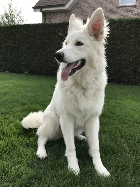 White Gsd, White Swiss Shepherd, White Husky, German Shorthaired Pointer Dog, White Shepherd, White German Shepherd, Most Beautiful Dogs, Cute Dog Pictures, Pretty Dogs