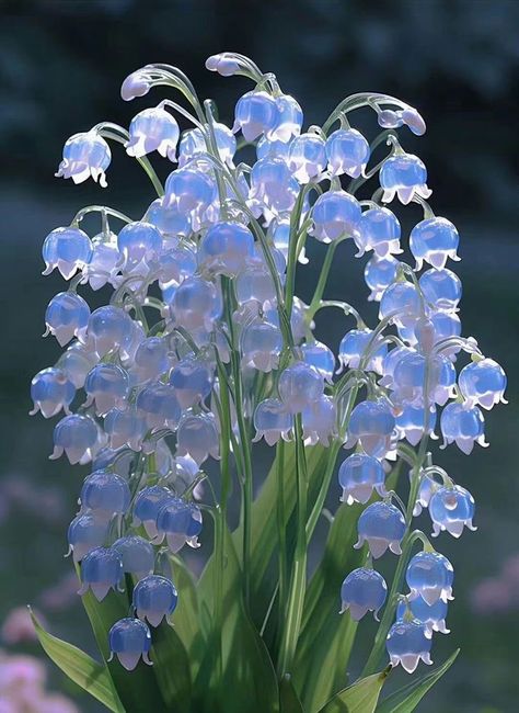 Pretty Flowers Pictures, Lily Of The Valley Flowers, Valley Flowers, Blue Lily, Health Planner, Nothing But Flowers, Flower Therapy, Pretty Plants, Beautiful Flowers Pictures