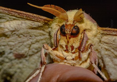 Imperial Moth, Art Project, Wonders Of The World, Moth, Bugs, Insects, Art Reference, Columbia, Art Projects