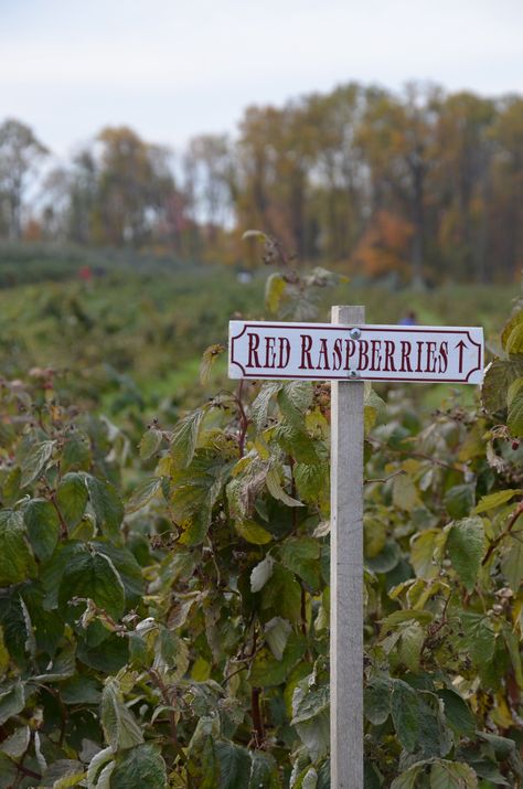 Raspberry Farm, Raspberry Garden, Raspberry Picking, Raspberry Cottage, Raspberry Trellis, Journal Pictures, Farm Chic, Summer Themes, Growing Raspberries