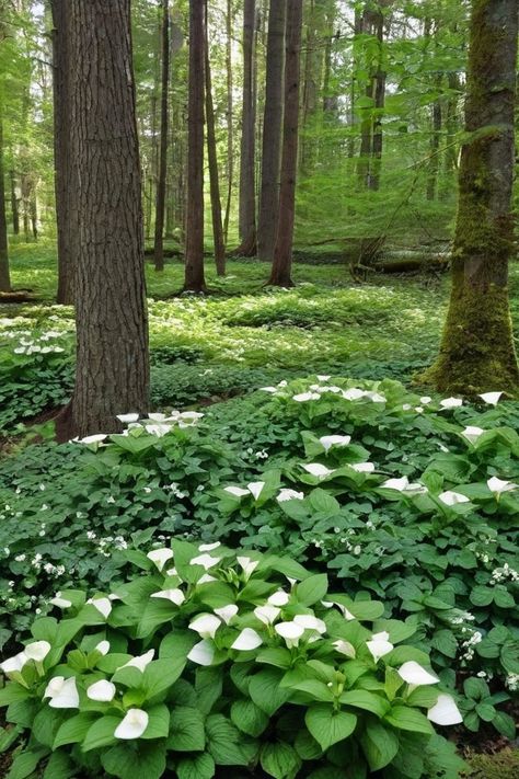 10 Ground Cover Plants For Shaded Areas Ground Cover For Shady Areas, Ground Cover For Shaded Areas, Plants For Shaded Areas, Shade Ground Cover, Monkey Grass, Vinca Minor, Sweet Woodruff, Garden Floor, Ground Cover Plants