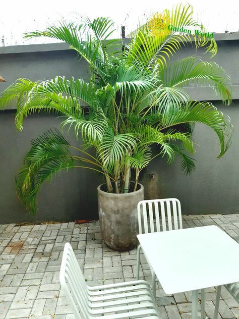 Also known as Dypsis lutescens, golden cane palm, areca palm, yellow palm, butterfly palm, or bamboo palm, is a species of flowering plant in the family Arecaceae. Erica Palm Plant, Golden Cane Palm, Butterfly Palm, Dypsis Lutescens, Urban Homestead, Bamboo Palm, Potted Palms, Backyard Trees, Pool Landscape