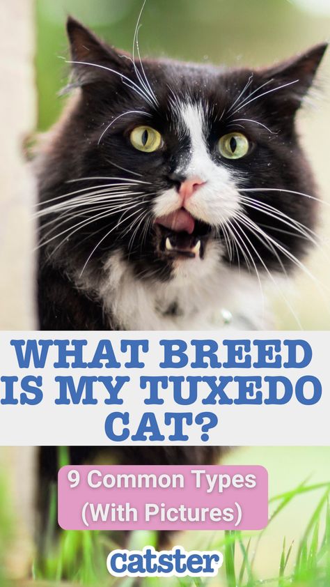 If you have a tuxedo cat or have seen one around town with black and white markings resembling a fancy tuxedo, you may wonder what breed they are. Fancy Tuxedo, Tuxedo Pattern, Tuxedo Cat Facts, American Bobtail Cat, Tuxedo Kitten, American Bobtail, Tuxedo Cat, Cat Facts, For Cats