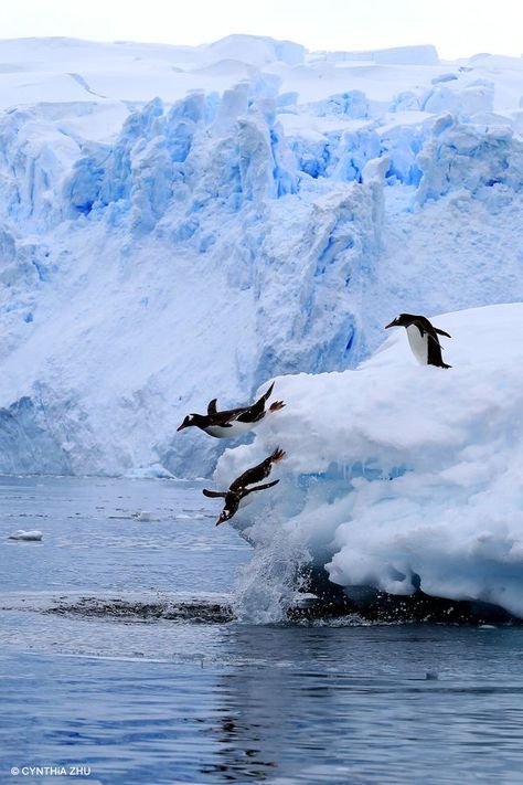 Penguins Project, Polar Bear On Ice, National Geographic Photography, Gentoo Penguin, National Geographic Photos, Animals Of The World, Bird Photography, Ocean Life, Best Photography