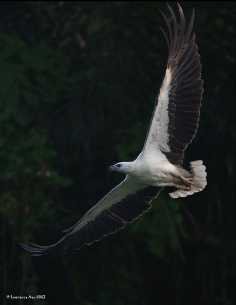 Name: White-Bellied Sea Eagle (Haliaeetus leucogaster); Range: SE Asia & Australasia; Status: LC White Bellied Sea Eagle, Haast Eagle, References Animals, Breyer Custom, Flying Photography, Bird Reference, White Tailed Eagle, Bird People, Eagle In Flight