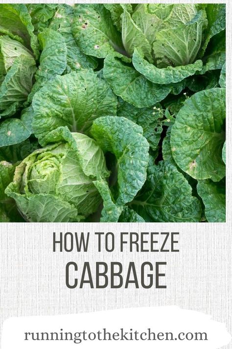 Have you wondered, “Can you freeze cabbage?” after struggling to use up a whole head of the delicious cruciferous vegetable before it starts to wilt? You absolutely can freeze cabbage. Whether it's napa, savoy, green or red, the steps are straightforward, and this guide will show you how to do it the right way. Can You Freeze Cabbage, Freezing Cabbage, Savoy Cabbage, Unprocessed Food, Favorite Kitchen, Food Quality, Canning Recipes, Flavorful Recipes, Kitchen Recipes