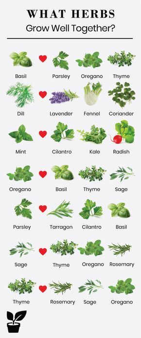 What Herbs Grow Well Together, Herb Companion Planting, Plantarea Legumelor, Companion Gardening, Outdoor Herb Garden, Garden Growing, Indoor Herb Garden, Herbs Indoors, Plant Identification