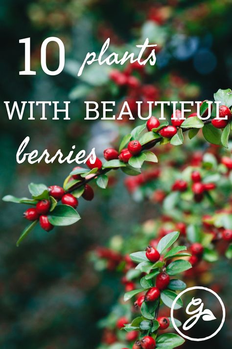 Nothing in nature says CHRISTMAS louder than a plant with red berries and green leaves. Read on for our top 10 plants with red berries. Snowberry Bush, Winterberry Bush, Hedge Trees, Purple Spring Flowers, Winterberry Holly, Holly Shrub, Small Trees For Garden, Holly Plant, Pigeon House