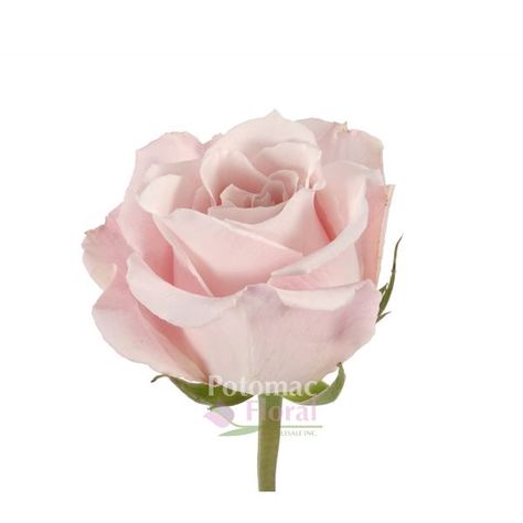 Escimo Rose, Wedding Flower Types, Pale Pink Weddings, Flower Identification, Rose Lights, Silver Spring, Light Of My Life, Types Of Flowers, Pretty Flowers