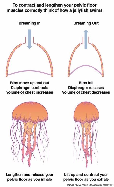 Breathing and Pelvic Floor Connection Craniosacral Therapy, Basic Anatomy And Physiology, Exercise Physiology, Muscle Anatomy, Pelvic Floor Muscles, Body Is A Temple, Pilates Instructor, Body Awareness, Body Anatomy