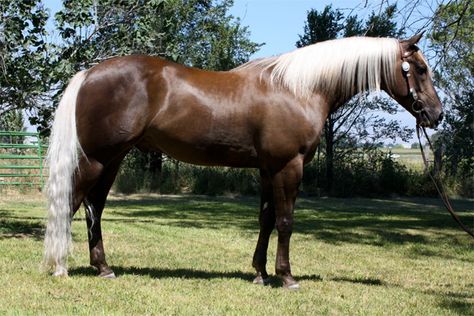 Chocolate Palomino Horses | 1000+ images about almost chocolate palomino dapples on Pinterest | horses | Pinterest ... Cavalo Palomino, Palomino Quarter Horse, Rare Horse Colors, Chocolate Palomino, Horse Age, Horse Coat Colors, Horse Breeder, Rare Horses, Horse Colors