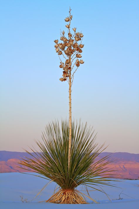 Yucca Tattoo, White Sands National Monument, Yucca Plant, Travel Photography Tips, Land Of Enchantment, Photography Guide, Southwest Art, Photography For Beginners, Cool Landscapes