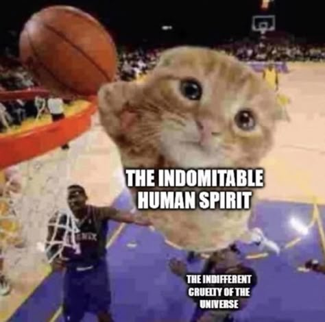 The Indomitable Human Spirit, Indomitable Human Spirit, Human Spirit, Wholesome Memes, Silly Me, Silly Cats, Funny Me, Pretty Words, Reaction Pictures