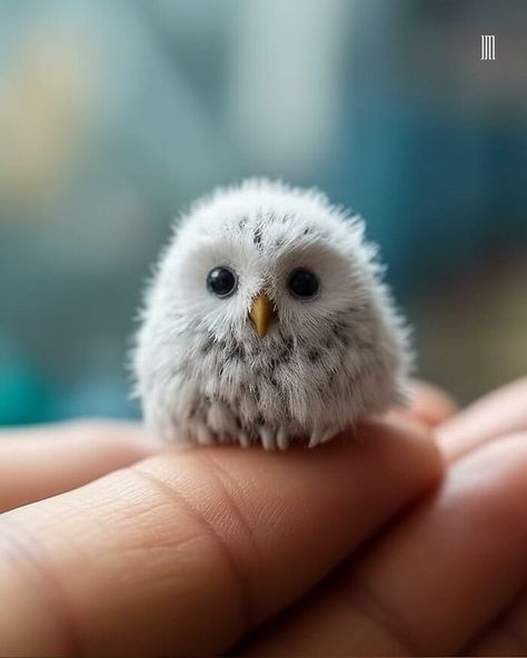 Baby Birds, Owls Drawing, Owl Pictures, Baby Owls, Bird Pictures, New Images, Pretty Birds, Cute Animal Pictures, Cute Birds