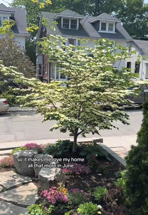 Venus Dogwood tree Venus Dogwood Tree, Venus Dogwood, Dogwood Tree, Dogwood Trees, Landscaping Plants, Outdoor Landscaping, Front Garden, Yard Landscaping, Front Yard Landscaping