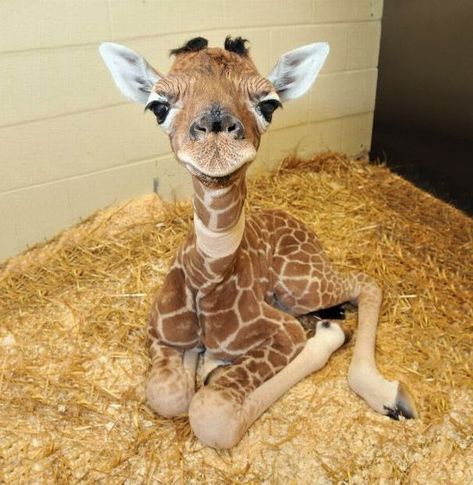 Baby Giraffe, Wall, Animals