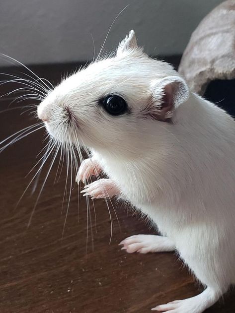 Cute Gerbils, Hamster Life, Pet Rodents, Gerbil, Cute Hamsters, Hamsters, Rodents, Exotic Pets, Cats Dogs