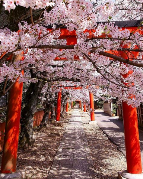 Cherry Blossom Japan, Cherry Blossom Trees, Japan Sakura, Japan Landscape, Japan Photography, Go To Japan, Japan Aesthetic, Aesthetic Japan, Japan Photo