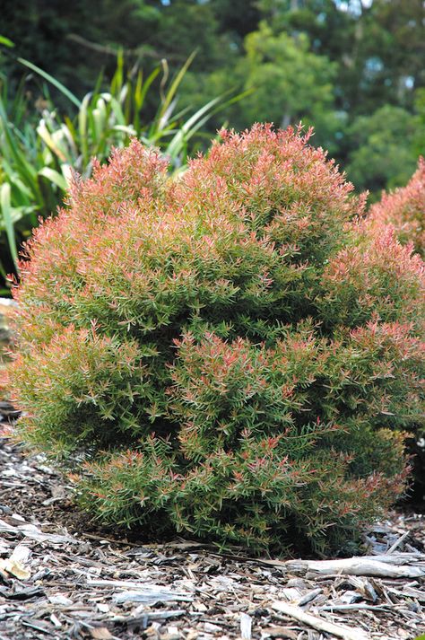 Melaleuca 'Claret Tops' 1mx1m Australian Grasses, Australia Garden, Hedge Plants, Native Gardens, Australian Natives, Australian Native Garden, Australian Wildflowers, Community Hub, Australian Native Flowers