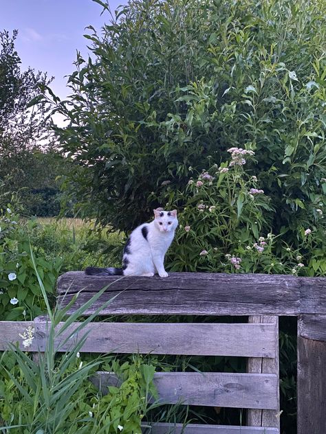 cat on fence Cat Walking On Fence, Cat On Fence, Green Water Bottle, Cat Walking, Cat Doodle, Fence Paint, Evening Walk, Green Water, Game Dev