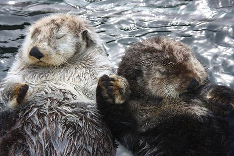 Snoozing sea otters hold hands - October 3, 2014 Sea Otters Holding Hands, Romantic Animals, Animal Facts Interesting, Otter Tattoo, Otters Holding Hands, Seward Alaska, Otters Cute, Otter Love, Sea Otters