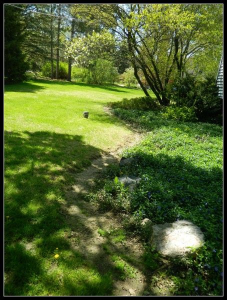 Periwinkle ground cover Periwinkle Ground Cover, Flowering Crabapple Tree, Flowering Crabapple, Crabapple Tree, Ground Cover Plants, Crab Apple, Ground Cover, Yard, Outdoor Decor